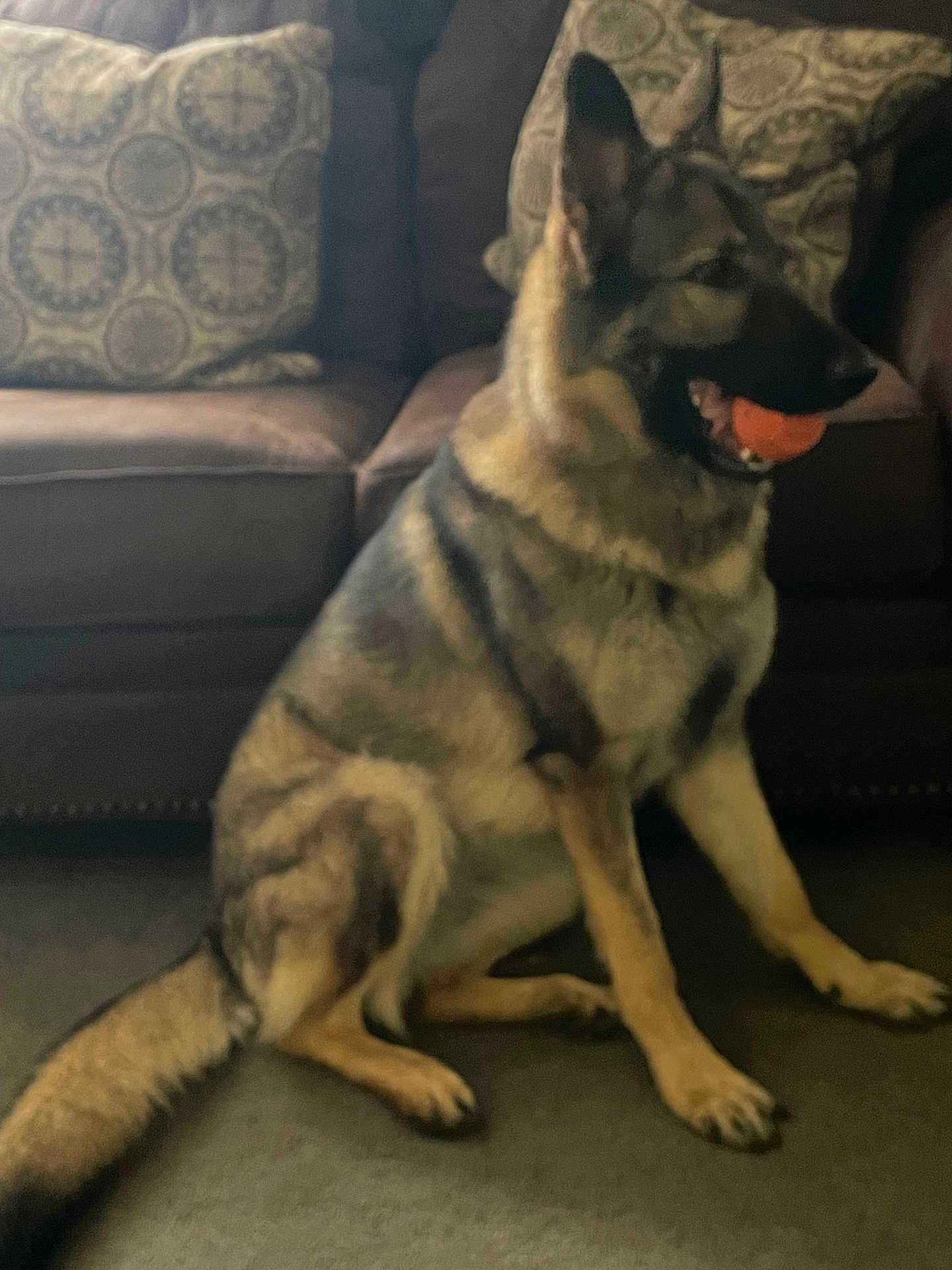 Marlee Rose joined the competition — help win amazing prizes! animal, ball, black, brown, canine, carpet, companion, cushions, dog, ears, fur, german_shepherd, house, indoor, living_room, mouth, pet, playful, sitting, sofa