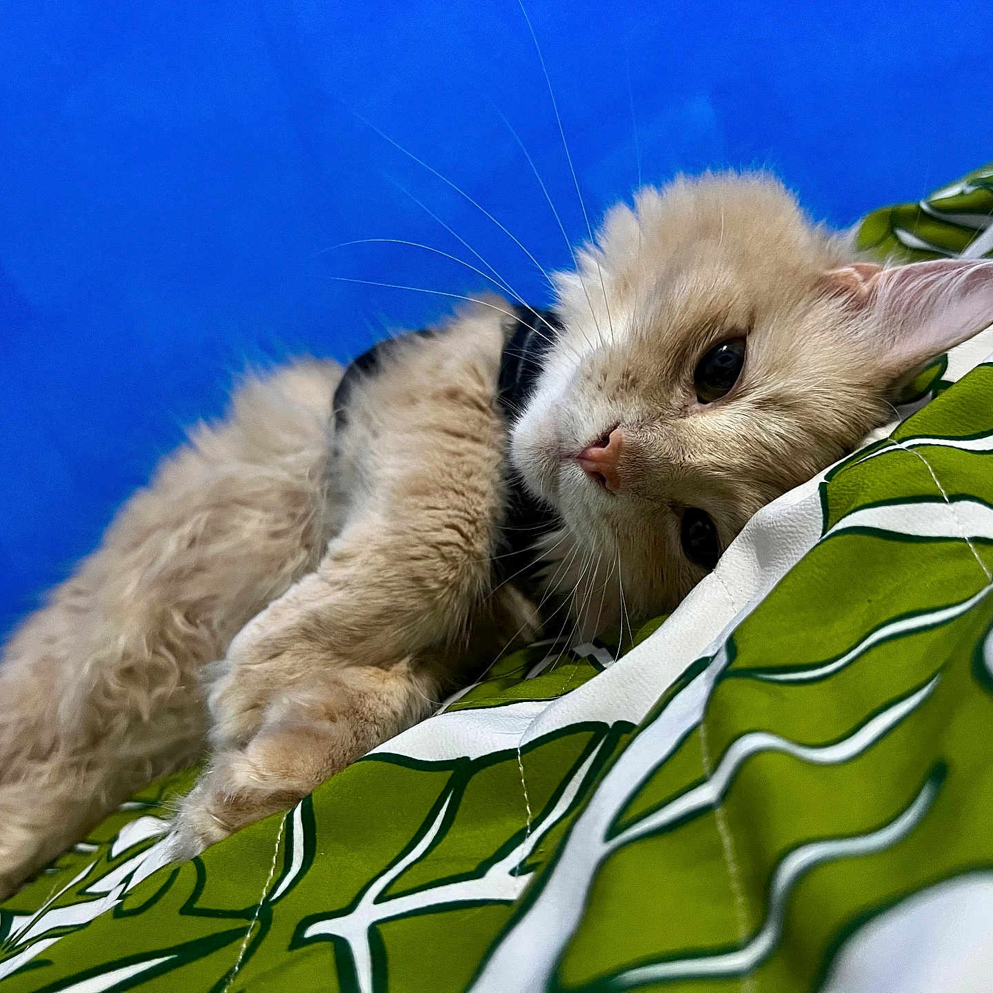 Bubbies is registered to the contest to win money with this photo: abyssinian, angora, animal, bed, blanket, cat, couch, furniture, kitten, manx, person, pet, quilt, siamese, sleeping