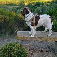 Shok participe au concours pour gagner de l'argent avec cette photo : dog, outdoor, bench, greenery, harness, nature, animal, pet, landscape, grass, bush, field, sunlight, canine, standing, fur, looking_away, daytime, scenic, rural