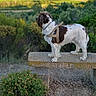 dog, outdoor, bench, greenery, harness, nature, animal, pet, landscape, grass, bush, field, sunlight, canine, standing, fur, looking_away, daytime, scenic, rural