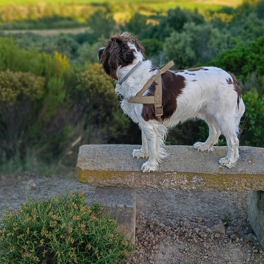 Shok participe au concours pour gagner de l'argent avec cette photo : dog, outdoor, bench, greenery, harness, nature, animal, pet, landscape, grass, bush, field, sunlight, canine, standing, fur, looking_away, daytime, scenic, rural