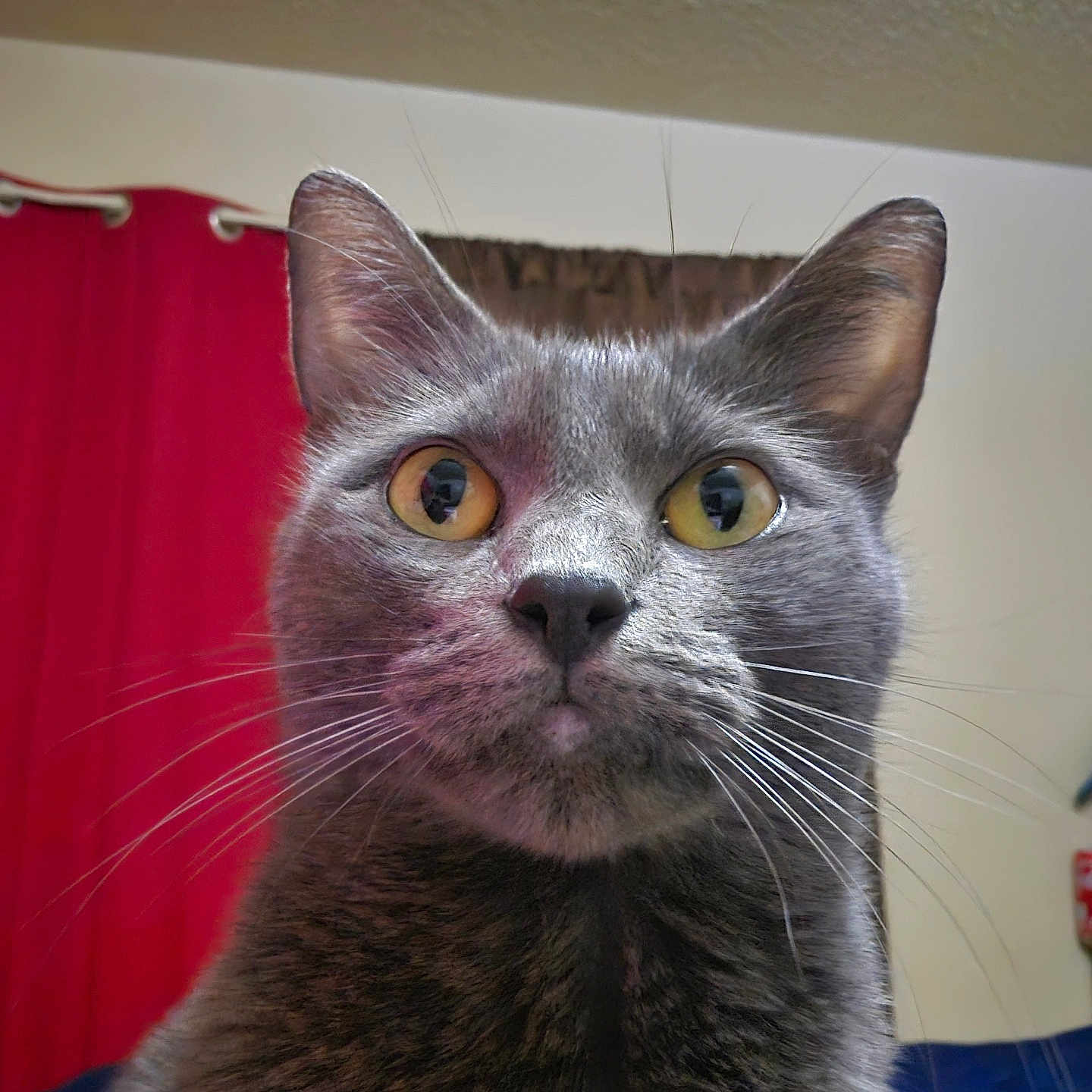 Harley Quinn is registered to the contest to win money with this photo: abyssinian, animal, blackcat, cat, kitten, manx, pet, siamese