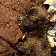Scrappy is registered to the contest to win money with this photo: animal, brown_blanket, closeup, companion, cozy, cute, dog, domestic_animal, fur, indoors, mammal, pet, puppy, relaxed, resting, sleeping, snout, soft_texture, tongue_out, young_dog