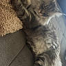 Arés participe au concours pour gagner de l'argent avec cette photo : cat, fluffy, gray_cat, long_hair, sleeping, relaxed, lying_down, upside_down, paws, whiskers, ears, feline, pet, couch, sofa, indoor, living_room, cozy, portrait, funny_pose