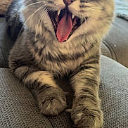 Arés participe au concours pour gagner de l'argent avec cette photo : cat, tabby, fluffy, fur, whiskers, open_mouth, teeth, fangs, tongue, yawning, sitting, couch, indoor, pet, animal, close_up, portrait, funny, relaxed, home