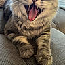cat, tabby, fluffy, fur, whiskers, open_mouth, teeth, fangs, tongue, yawning, sitting, couch, indoor, pet, animal, close_up, portrait, funny, relaxed, home
