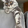 Arés participe au concours pour gagner de l'argent avec cette photo : cat, maine_coon, fluffy, gray_fur, long_hair, amber_eyes, whiskers, ears, paws, animal, pet, portrait, indoors, chair, furniture, dining_room, home, relaxed, close_up, cute