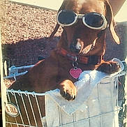 Ernie joined the competition — help win amazing prizes! accessory, animal, bike_basket, brown_dog, canine, closeup, collar, cute, dachshund, dog, goggles, outdoor, pet, relaxed, resting, shaded, summer, sunglasses, sunlight, towel