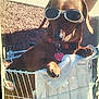 accessory, animal, bike_basket, brown_dog, canine, closeup, collar, cute, dachshund, dog, goggles, outdoor, pet, relaxed, resting, shaded, summer, sunglasses, sunlight, towel