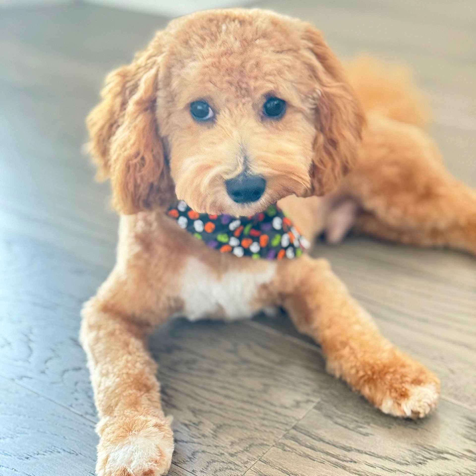 Leo is registered to the contest to win money with this photo: accessories, airedale, animal, canine, cockerspaniel, dog, formalwear, goldenretriever, leash, pet, poodle, puppy, snout, terrier, tie, whitedog