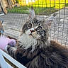 Bosco a rejoint le concours — aidez-le/la à gagner de superbes lots ! cat, maine_coon, fluffy, fur, whiskers, outdoor, wire_fence, garden, curious, pet, animal, mammal, closeup, portrait, cute, domestic_cat, young_cat, tabby, brown, white