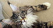 Bosco participe au concours pour gagner de l'argent avec cette photo : cat, maine_coon, fluffy, tabby, white_chest, ear_tufts, whiskers, curious_eyes, paws, indoor, tile_floor, relaxed, pet, feline, close_up, fur, animal, cute, looking_up, domestic_cat