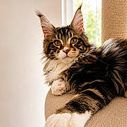 Bosco a rejoint le concours — aidez-le/la à gagner de superbes lots ! cat, maine_coon, pet, animal, feline, fluffy, indoor, scratching_post, window, natural_light, relaxed, close_up, portrait, whiskers, ears, paw, tabby, brown, white, fur