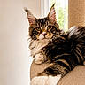 Bosco a rejoint le concours — aidez-le/la à gagner de superbes lots ! animal, brown, cat, close_up, ears, feline, fluffy, fur, indoor, maine_coon, natural_light, paw, pet, portrait, relaxed, scratching_post, tabby, whiskers, white, window