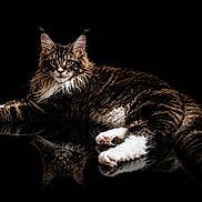 Bosco a rejoint le concours — aidez-le/la à gagner de superbes lots ! animal, black_background, cat, ears, eyes, feline, fluffy, fur, isolated, long_fur, lying_down, majestic, pet, portrait, reflection, relaxed, studio_shot, tabby, whiskers, white_paws