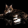 animal, black_background, cat, ears, eyes, feline, fluffy, fur, isolated, long_fur, lying_down, majestic, pet, portrait, reflection, relaxed, studio_shot, tabby, whiskers, white_paws