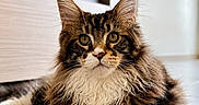 Bosco participe au concours pour gagner de l'argent avec cette photo : animal, black, brown, cat, closeup, cute, feline, floor, fluffy, home, indoor, looking, pet, portrait, relaxed, tabby, tufted_ears, whiskers, white, white_paws