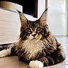 Bosco participe au concours pour gagner de l'argent avec cette photo : cat, fluffy, tabby, white_paws, indoor, floor, tufted_ears, pet, animal, feline, closeup, portrait, relaxed, looking, whiskers, brown, black, white, home, cute
