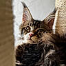 Bosco participe au concours pour gagner de l'argent avec cette photo : animal, black, brown, cat, close_up, cozy, ears, feline, fluffy, fur, indoor, looking_away, maine_coon, pet, portrait, relaxed, scratching_post, soft_light, whiskers, white