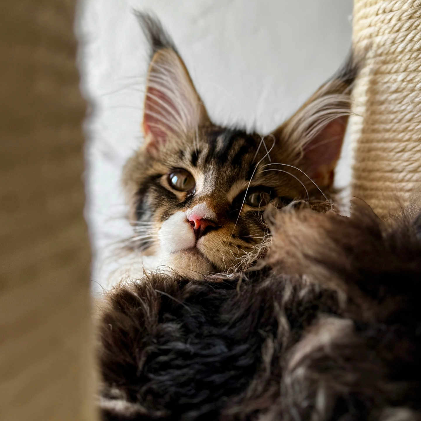Bosco