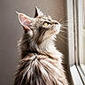 cat, fluffy, window, natural_light, feline, curious, indoor, pet, whiskers, portrait, animal, long_hair, looking_up, golden_eyes, soft_light, side_view, domestic_cat, cute, fur, calm