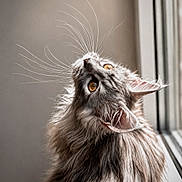 Brume participe au concours pour gagner de l'argent avec cette photo : cat, long_hair, whiskers, amber_eyes, window, natural_light, fluffy, close_up, portrait, feline, curious, indoor, pet, animal, soft_light, gray_fur, looking_up, cute, domestic_cat, peaceful