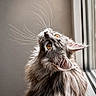 cat, long_hair, whiskers, amber_eyes, window, natural_light, fluffy, close_up, portrait, feline, curious, indoor, pet, animal, soft_light, gray_fur, looking_up, cute, domestic_cat, peaceful