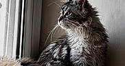 Brume participe au concours pour gagner de l'argent avec cette photo : animal_portrait, blanket, cat, cozy, curious, domestic_animal, feline, fluffy, fur, gray, indoor, looking_outside, natural_light, peaceful, pet, profile, quiet, resting, soft_texture, window