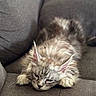 cat, feline, pet, sleepy, resting, fluffy, gray_cat, indoor, couch, furniture, relaxed, animal, whiskers, ears, paws, soft, cozy, mammal, domestic, cute