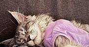 Brume participe au concours pour gagner de l'argent avec cette photo : cat, sleeping, purple_sweater, fluffy, pet, indoor, couch, blanket, leopard_print, close_up, resting, cozy, feline, fur, whiskers, cute, domestic_animal, relaxation, soft_texture, animal_clothing