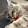 kitten, cat, gray_tabby, furry, pet, animal, indoor, close_up, playful, claws, whiskers, ears, paw, toy, red, curious, young, soft_fur, carnivore, relaxed