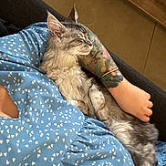 Brume participe au concours pour gagner de l'argent avec cette photo : animal, arm, blue_dress, casual, cat, closeup, comfort, couch, feline, fur, heart_pattern, human, indoor, lap, person, pet, relaxation, resting, sleeping, tattoo