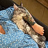 animal, arm, blue_dress, casual, cat, closeup, comfort, couch, feline, fur, heart_pattern, human, indoor, lap, person, pet, relaxation, resting, sleeping, tattoo