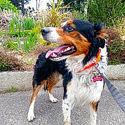 Racing participe au concours pour gagner de l'argent avec cette photo : animal, canine, collar, daylight, dog, ears, four_legs, fur, garden, greenery, happy, leash, nature, outdoor, pavement, pet, plants, side_view, tongue_out, tricolor