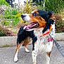 animal, canine, collar, daylight, dog, ears, four_legs, fur, garden, greenery, happy, leash, nature, outdoor, pavement, pet, plants, side_view, tongue_out, tricolor