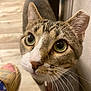 animal, cat, close_up, curious, cute, domestic, ears, face, feline, fur, green_eyes, indoor, looking, mammal, nose, pet, portrait, soft_light, tabby, whiskers