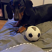 Ayko a rejoint le concours — aidez-le/la à gagner de superbes lots ! dog, dachshund, black_and_tan, pet, indoors, bed, blanket, soccer_ball, toy, lying_down, long_body, floppy_ears, brown_paws, black_fur, tan_markings, looking_at_camera, cozy, bedroom, furniture, portrait
