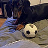 dog, dachshund, black_and_tan, pet, indoors, bed, blanket, soccer_ball, toy, lying_down, long_body, floppy_ears, brown_paws, black_fur, tan_markings, looking_at_camera, cozy, bedroom, furniture, portrait