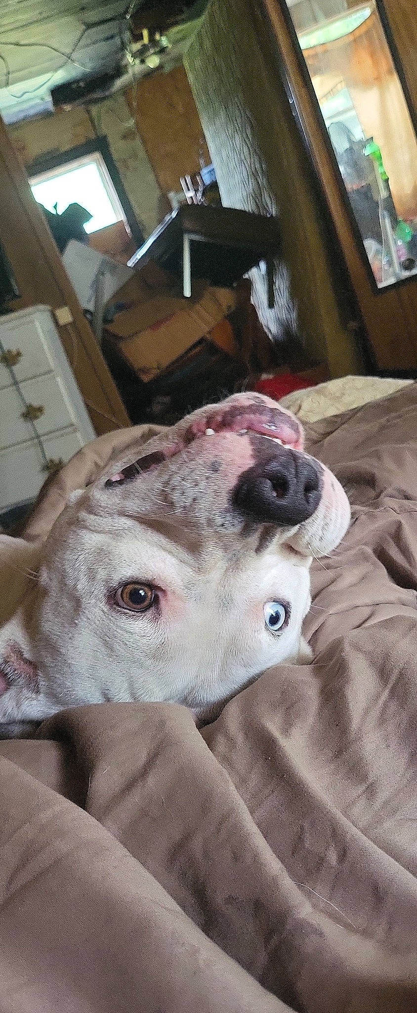 Kujo joined the competition — help win amazing prizes! cabinetry, canidae, carnivore, collar, comfort, companion_dog, dog, dog_breed, drawer, ear, fawn, fur, linens, pattern, scar, snout, sporting_group, terrestrial_animal, whiskers, working_animal