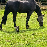 Bella is registered to the contest to win money with this photo: horse, dog, grass, field, animal, grazing, fence, outdoor, sunlight, nature, fly_mask, black_horse, small_dog, canine, equine, pet, farm, pasture, greenery, daytime
