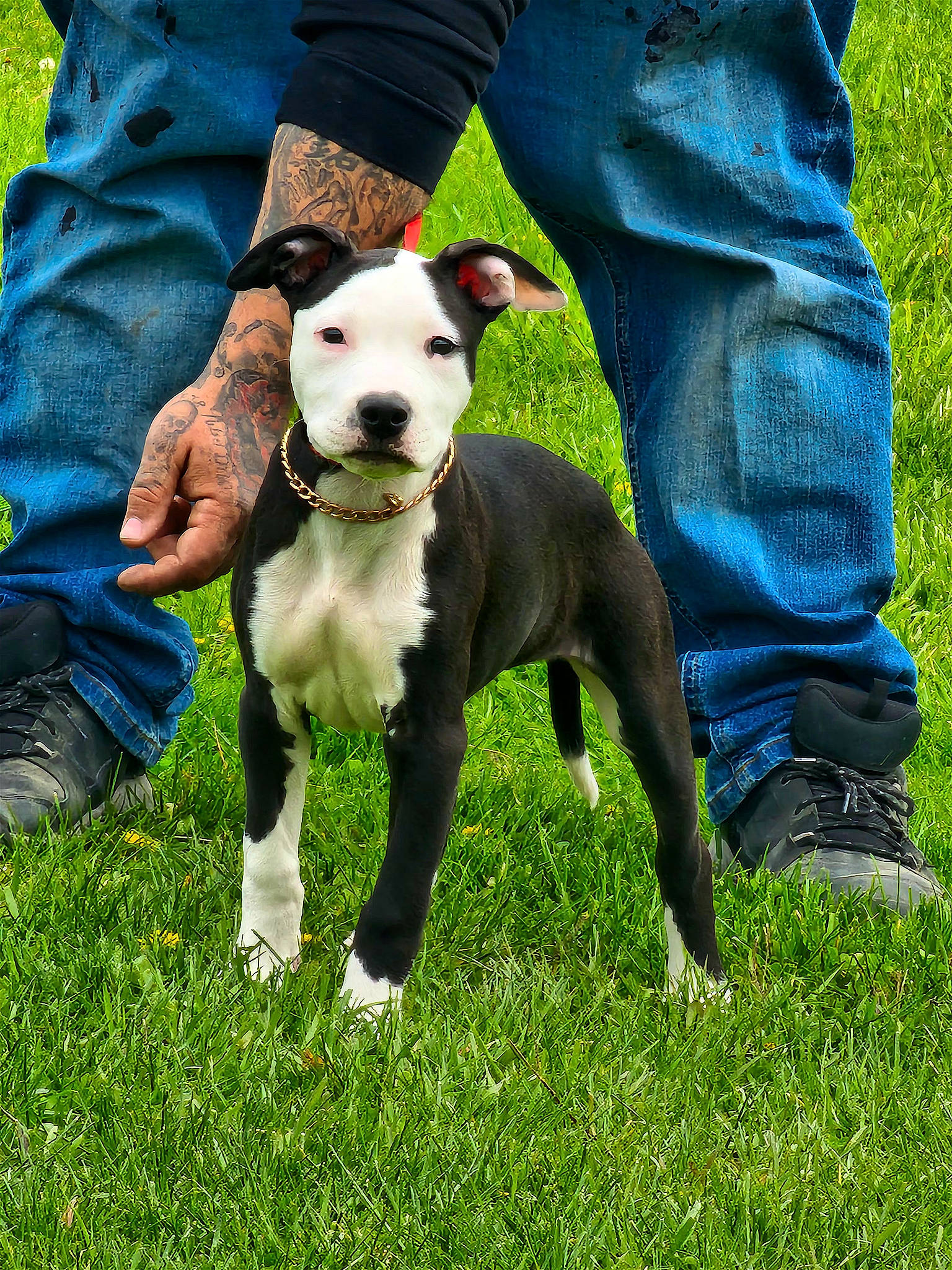 Stormy joined the competition — help win amazing prizes! canidae, carnivore, clothing, collar, companion_dog, denim, dog, dog_breed, dog_collar, dog_walking, fawn, grass, hunting_dog, jeans, non_sporting_group, plant, recreation, snout, sporting_group, terrier