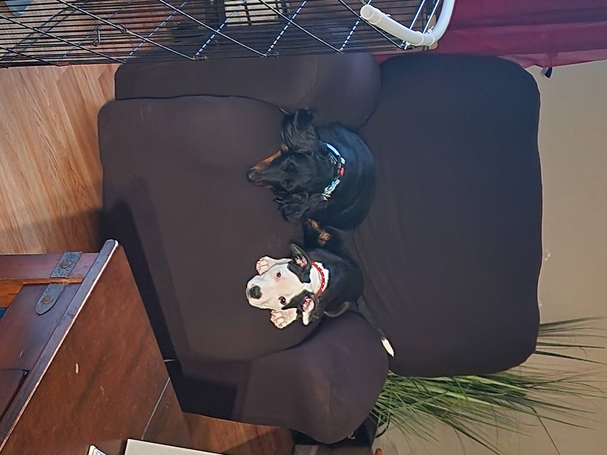 Stormy is registered to the contest to win money with this photo: audio_equipment, bag, baggage, canidae, carmine, carnivore, comfort, couch, design, floor, flooring, hardwood, luggage_and_bags, plywood, room, space, sporting_group, textile, wood, wood_stain