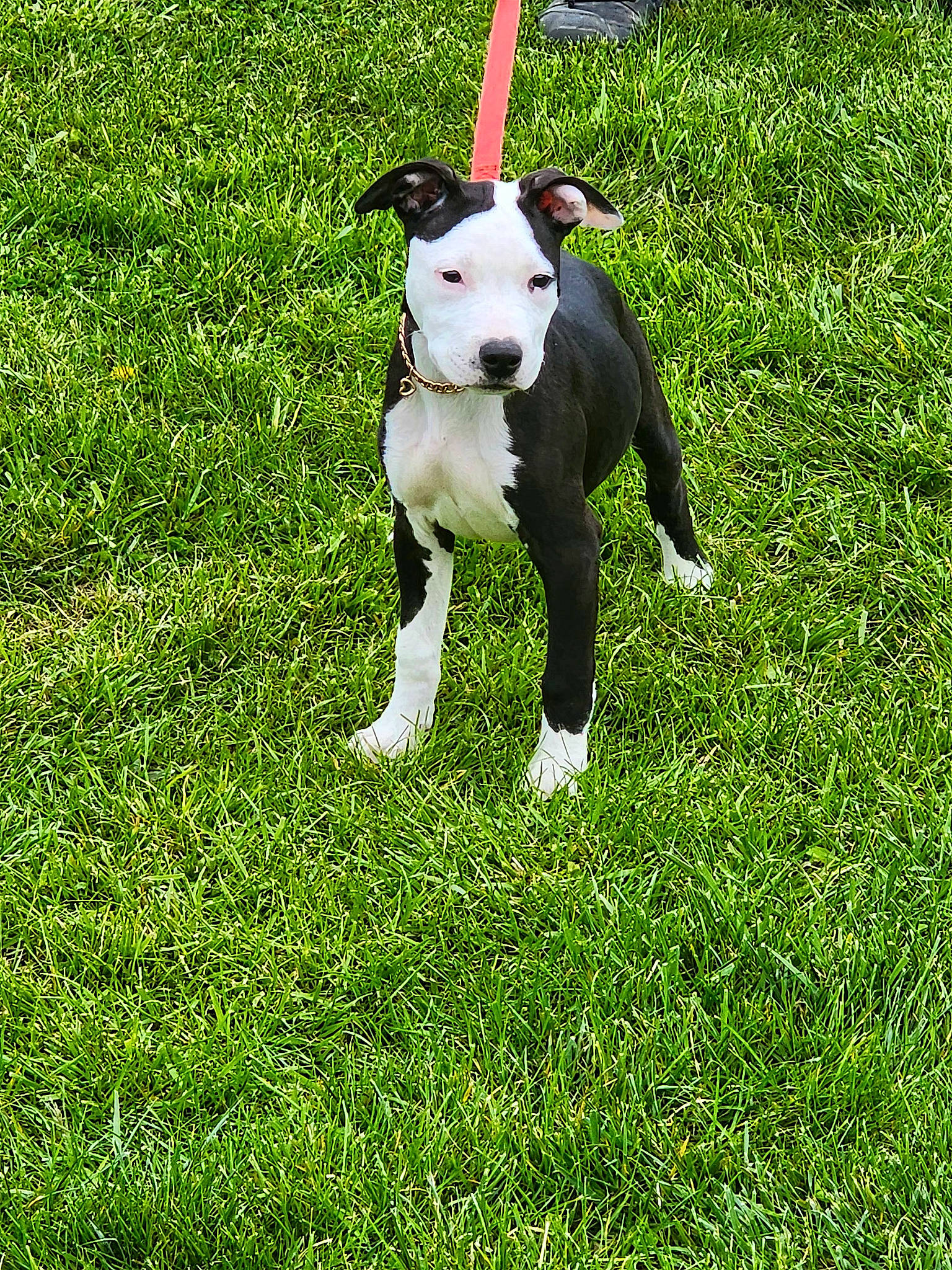 Stormy is registered to the contest to win money with this photo: canidae, carnivore, collar, companion_dog, dog, dog_breed, dog_collar, dog_supply, grass, grassland, groundcover, hunting_dog, lawn, non_sporting_group, pasture, plant, tail, terrier, working_animal