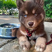 Bear is registered to the contest to win money with this photo: animal_face, blue_eye, brown_eye, canine, close_up, concrete, cute, daylight, dog, fur, greenery, heterochromia, leash, nature, outdoor, pet, puppy, sitting, water_bowl, young_animal