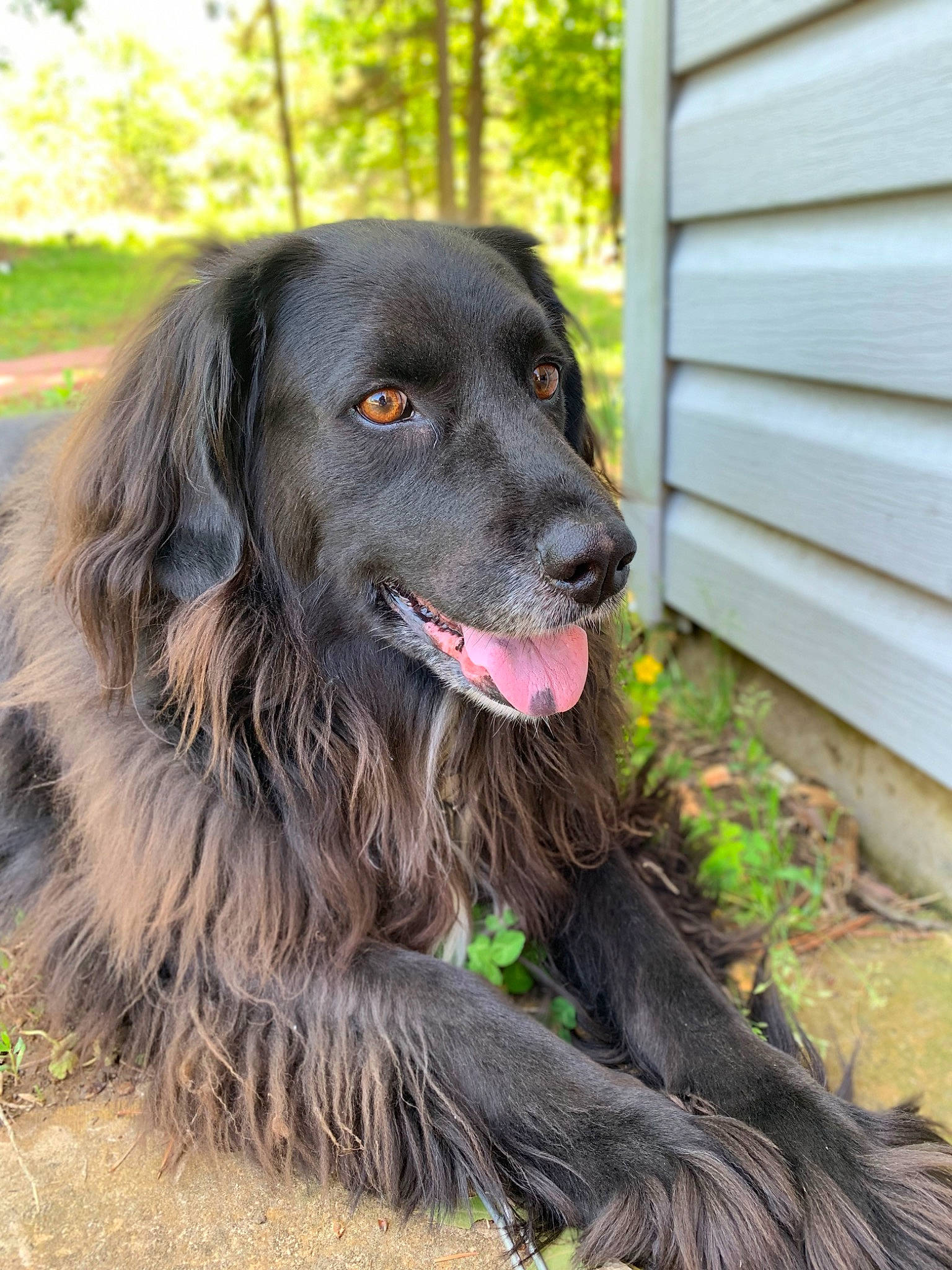 Boomer joined the competition — help win amazing prizes! borador, canidae, carnivore, companion_dog, dog, dog_breed, door, fur, grass, gun_dog, home_fencing, hunting_dog, liver, plant, siding, snout, sporting_group, terrestrial_animal, tree, working_dog