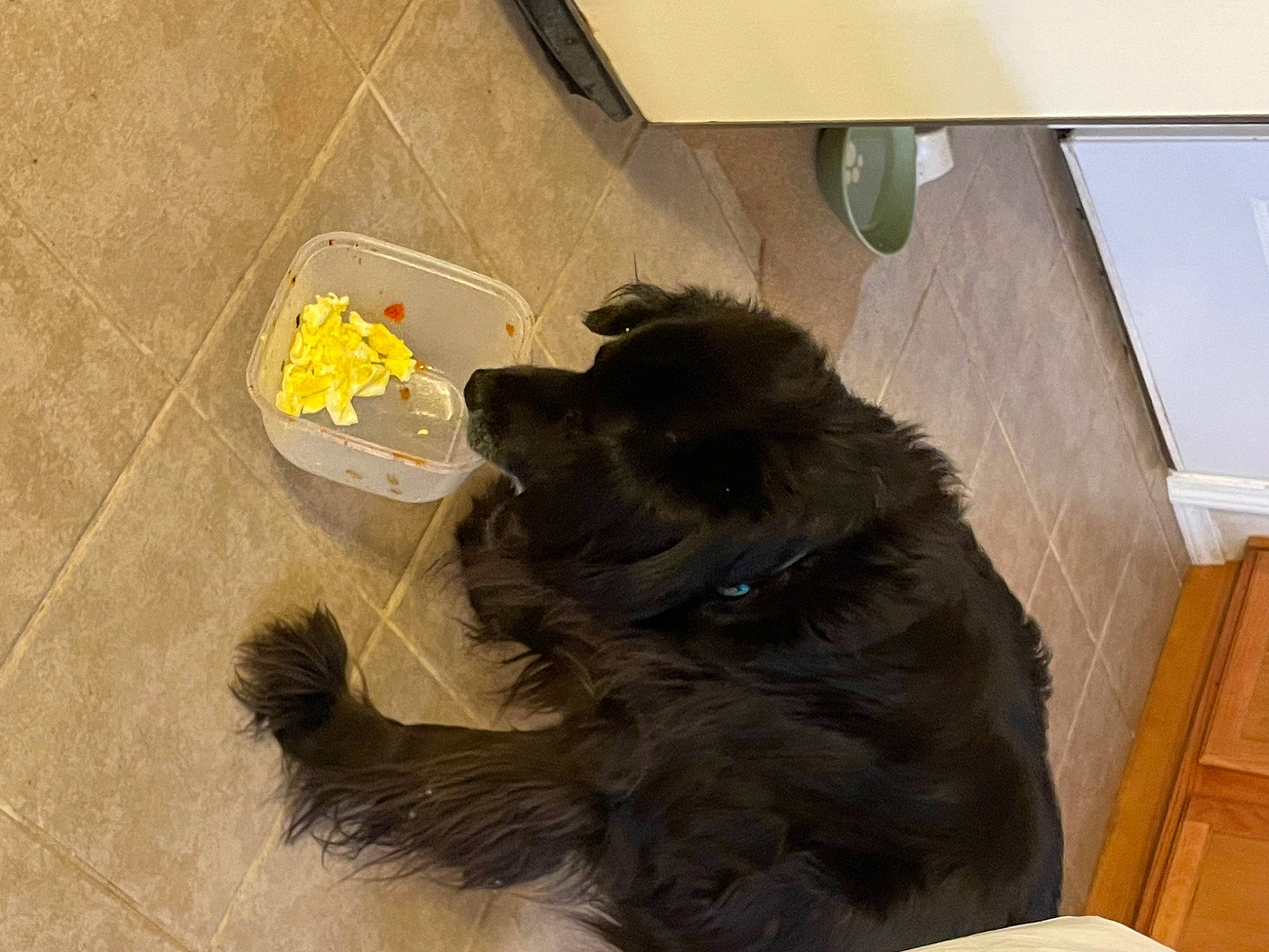 Boomer is registered to the contest to win money with this photo: canidae, carnivore, claw, comfort, companion_dog, dog, dog_breed, fawn, felidae, floor, flooring, fur, hardwood, liver, paw, small_to_medium_sized_cats, snout, sporting_group, tail, working_animal