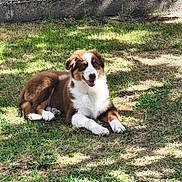 Béley a rejoint le concours — aidez-le/la à gagner de superbes lots ! dog, puppy, animal, pet, lying_down, grass, outdoors, backyard, brown_and_white, fluffy, collie, white_chest, white_paws, happy, smiling, portrait, sunlight, shadows, wall, nature