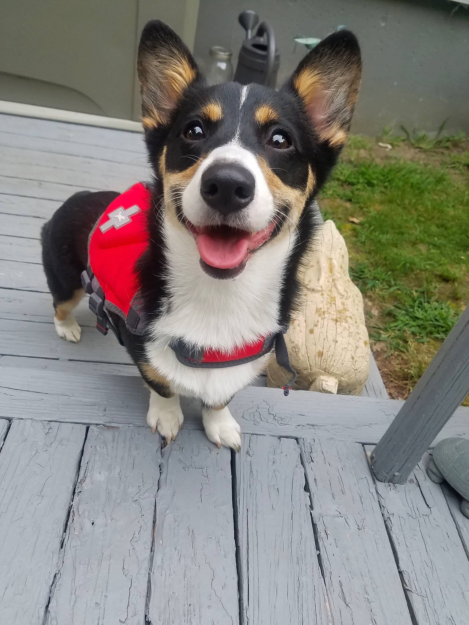 Bianca is registered to the contest to win money with this photo: canidae, cardigan_welsh_corgi, carnivore, collar, companion_dog, corgi_chihuahua, dog, dog_breed, herding_dog, mammal, pembroke_welsh_corgi, snout, vertebrate, welsh_corgi
