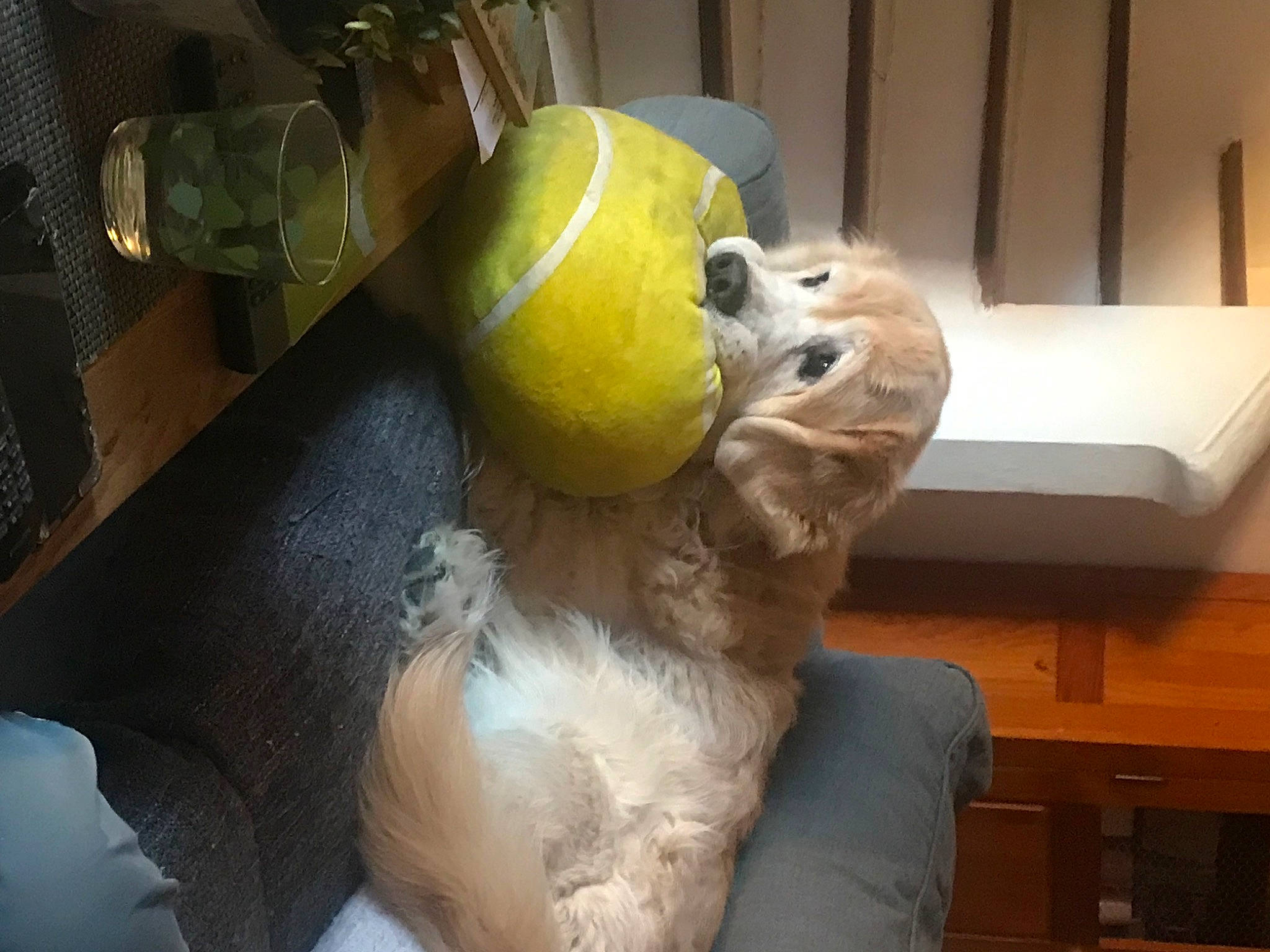 Iron a rejoint le concours — aidez-le/la à gagner de superbes lots ! ball, carnivore, companion_dog, dog, dog_breed, dog_toy, felidae, flooring, fun, fur, plush, room, sporting_group, stuffed_toy, tail, toy, toy_dog, whiskers, wood