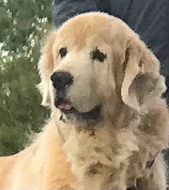 Iron participe au concours pour gagner de l'argent avec cette photo : ancient_dog_breeds, canidae, carnivore, companion_dog, dog, dog_breed, event, eye, fur, head, non_sporting_group, paw, plant, snout, sporting_group, terrestrial_animal, toy, toy_dog, whiskers, working_animal